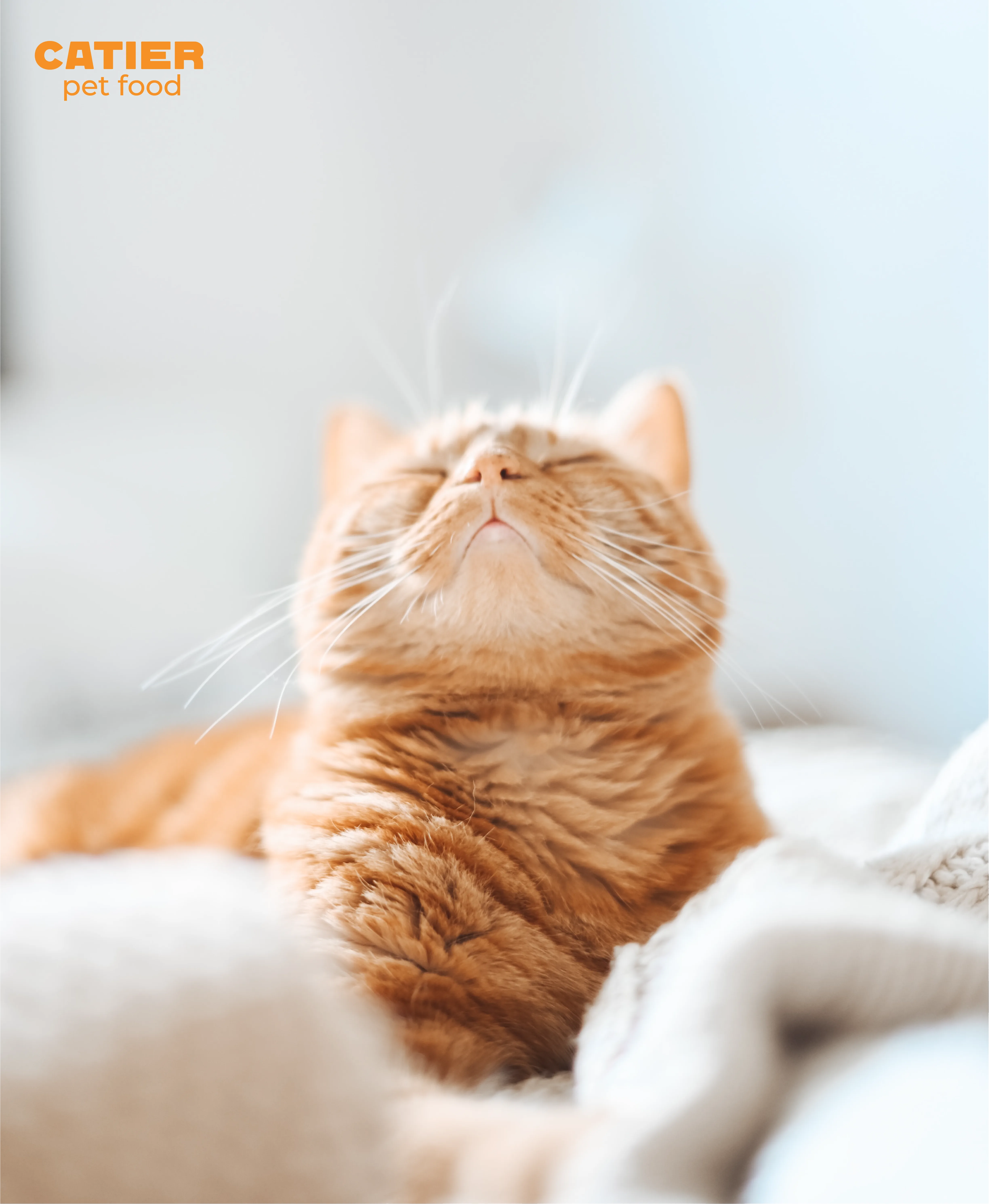 Catier pet food